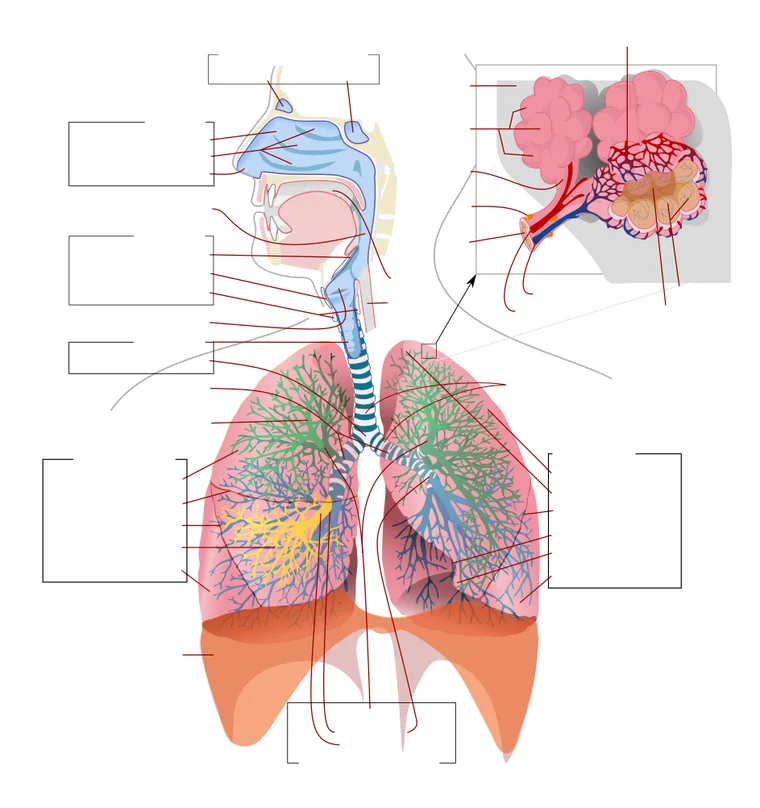 The underlying apnea mechanism — a narrowing, closing airway and repeated arousals — is the same regardless of how loudly a person snores or how their symptoms present.