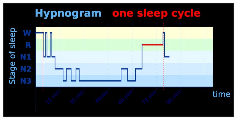 Across a full night, sleep cycles between light, deep and REM. Hypnagogic hallucinations belong to the wake-to-sleep transition at the start, not to the deep or REM stages themselves.