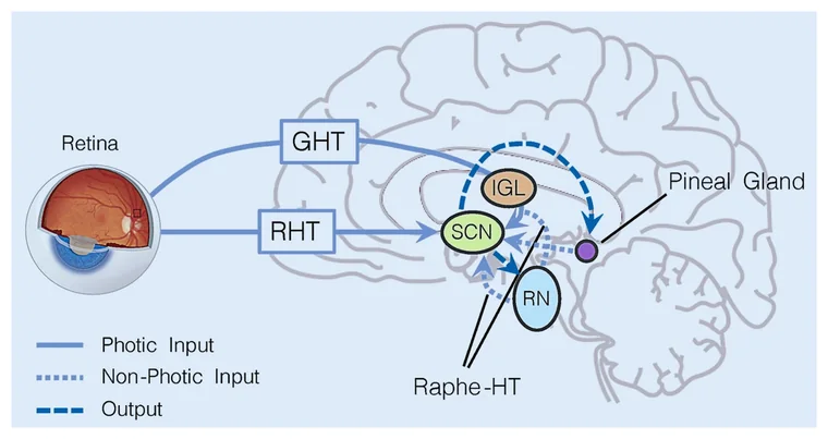 Blue light delays the evening melatonin signal — the chemistry behind 'tired but wired'.